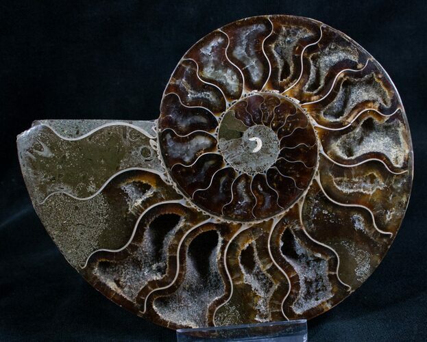 Split Ammonite Fossil (Half) - Beautiful #7976